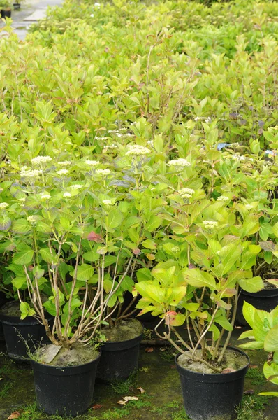 stock image A plant nursery in Brittany