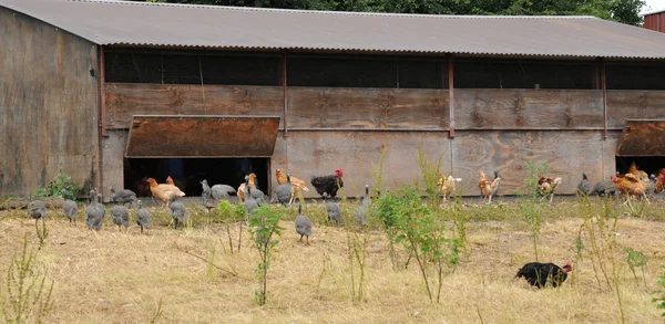 Frankreich, Geflügelzucht in brueil en vexin — Stockfoto