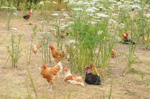 法国家禽养殖中 brueil en vexin — 图库照片