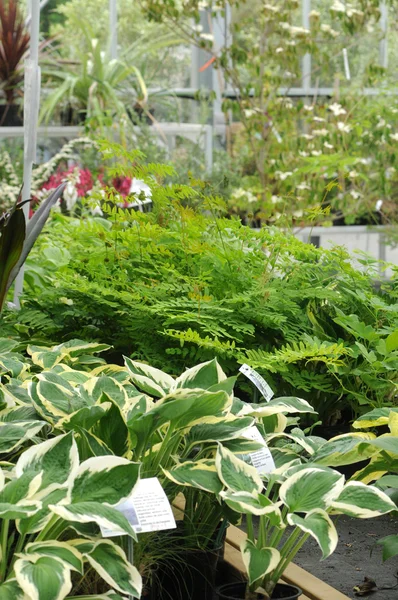 stock image A plant nursery in Brittany