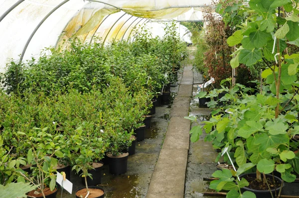 stock image A plant nursery in Brittany