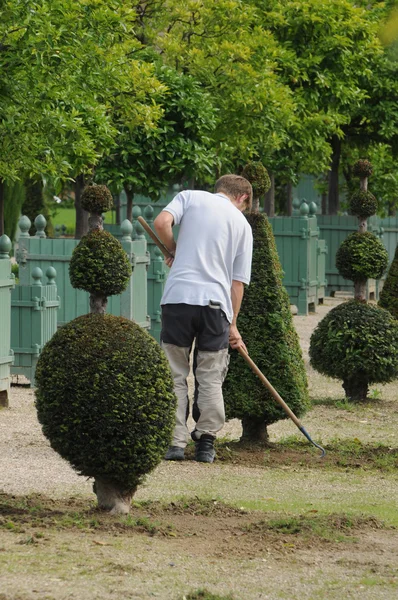 France, a gardener is working in the orangery garden — Stock Photo, Image
