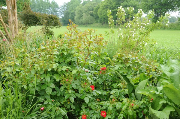 stock image Brittany, le Jardin Lepage in Pleumeur Bodou