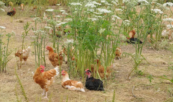法国家禽养殖中 brueil en vexin — 图库照片
