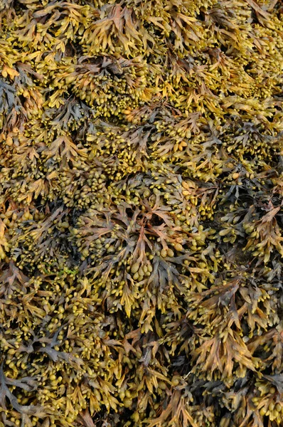 stock image France, close up of seagrass in Brittany