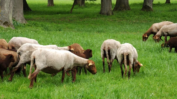 France, sheeps in the park of Théméricourt — Stockfoto