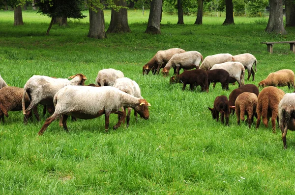 Frankreich, Schafe im Park des Théméricourt — Stockfoto