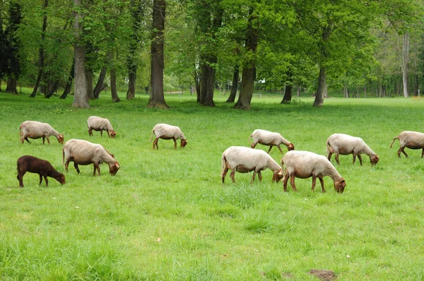 France, sheeps in the park of Théméricourt — Stok Foto