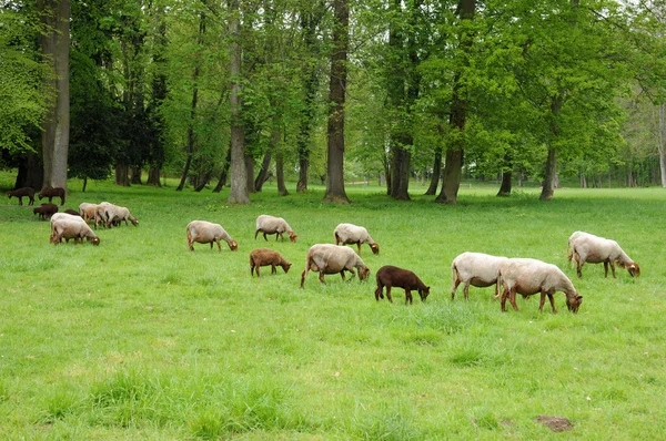France, sheeps in the park of Théméricourt — Stock fotografie