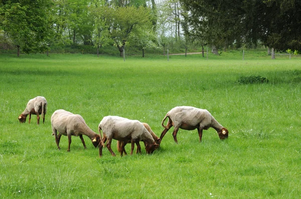 France, sheeps in the park of Théméricourt — Stockfoto
