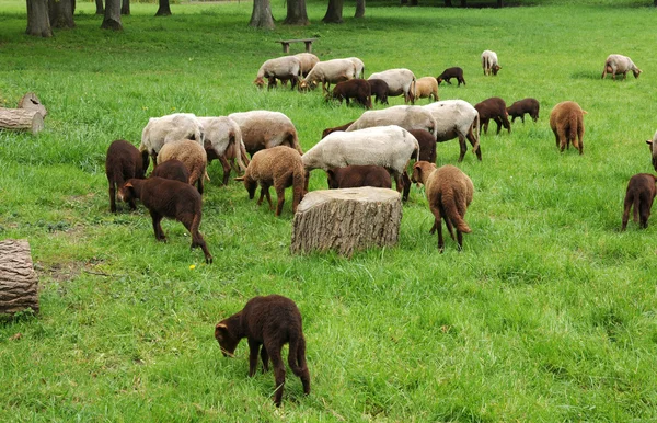 Frankreich, Schafe im Park des Théméricourt — Stockfoto