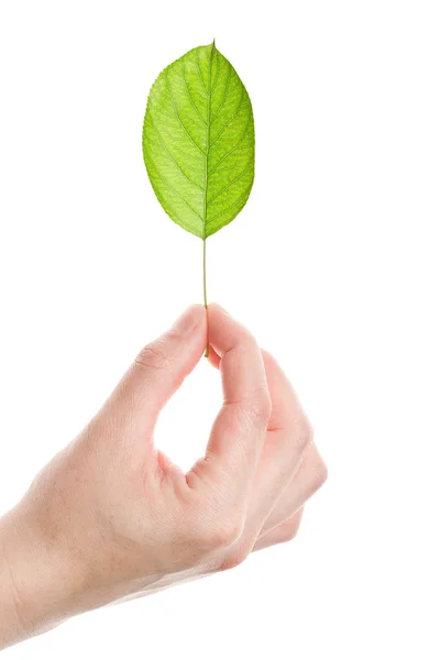 Green leaf in hand — Stock Photo, Image
