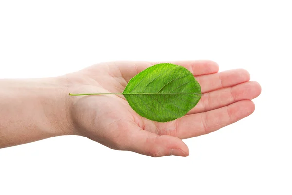 Green leaf in hand — Stock Photo, Image