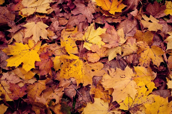 Hintergrund vom Herbst — Stockfoto