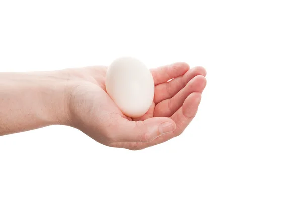 stock image Female hand with white egg