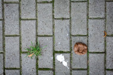 Excrement on a sidewalk clipart