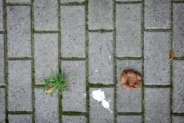 stock image Excrement on a sidewalk