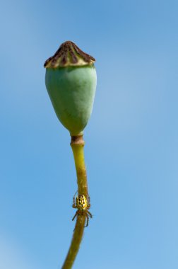 Poppy head with spider