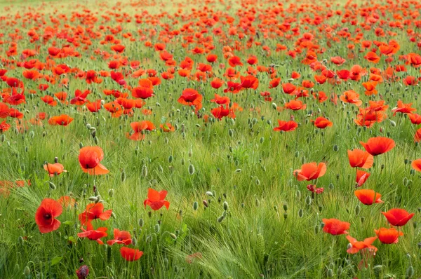 Red poppy and wheat field — Stock Photo, Image