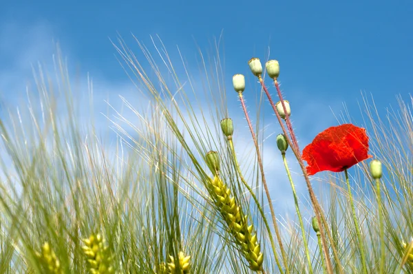 Poppy and wheat sight from below horizontal — Stock Photo, Image