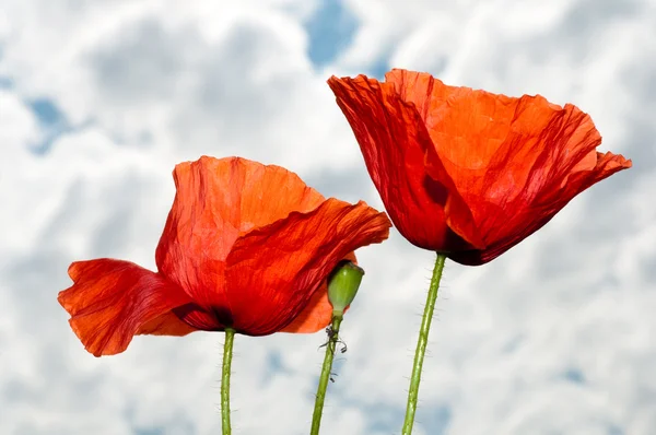 Close up of two red poppy — Stock Photo, Image