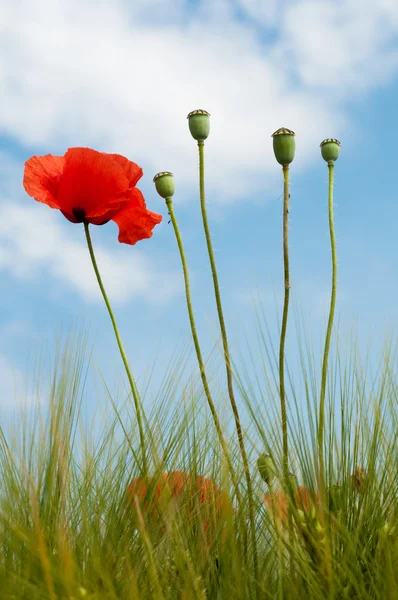 Red poppy and poppy heads background sky and wheat — Stock Photo, Image