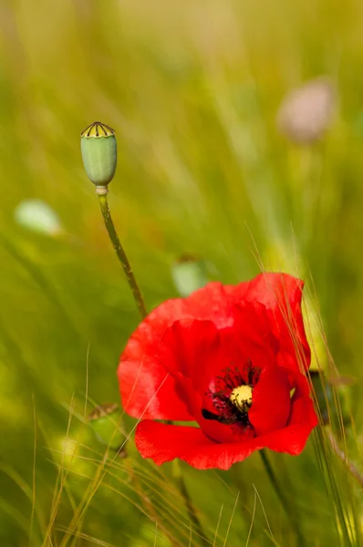 Red poppy and poppy background green wheat — Stock Photo, Image