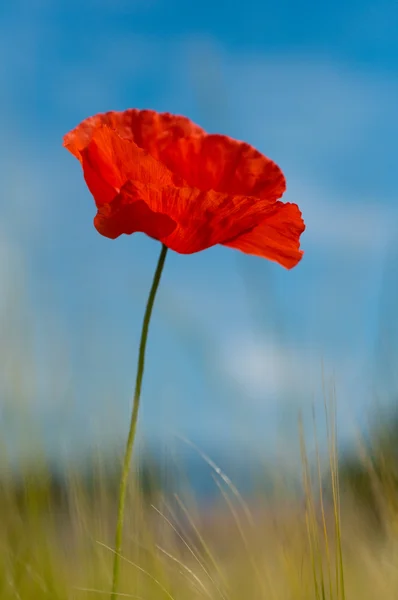 Red poppy background sky and wheat — Stock Photo, Image