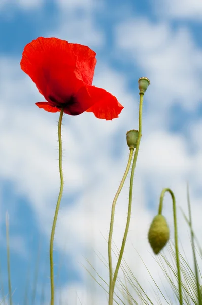Red poppy head and sapling background sky — Stock Photo, Image