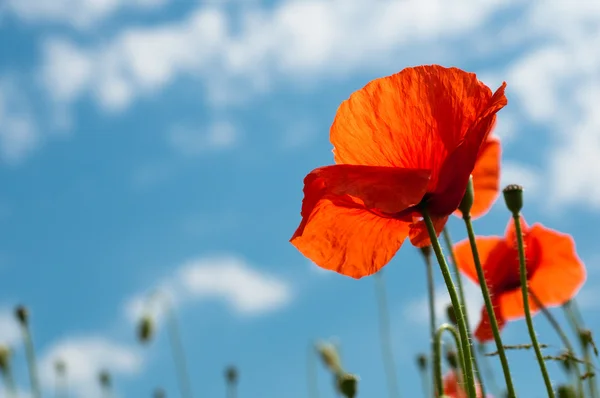 Red poppy on backlighting from below — Stock Photo, Image