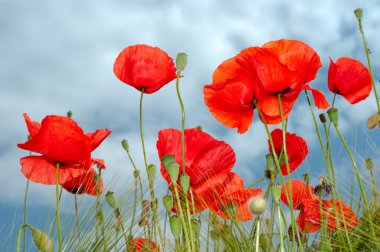 Red poppy sight from belowl clipart