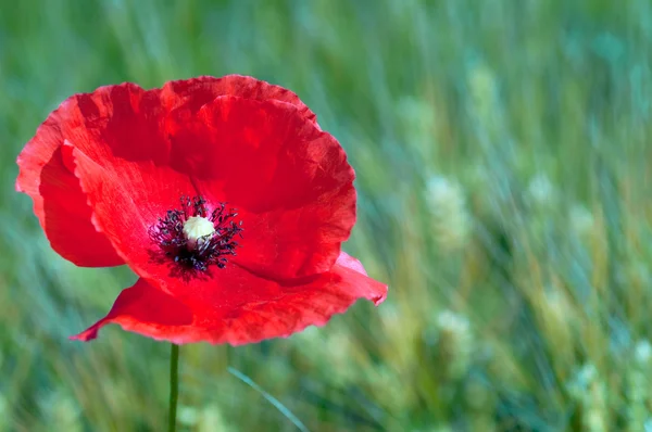 Red poppy on green background — Stock Photo, Image