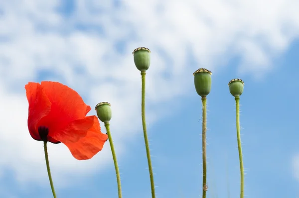Red poppy and poppy heads background sky — Stock Photo, Image