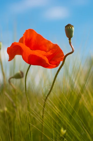 Red poppy and poppy head on wheat field — Stock Photo, Image