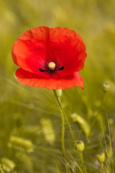 Red poppy background green wheat — Stock Photo, Image