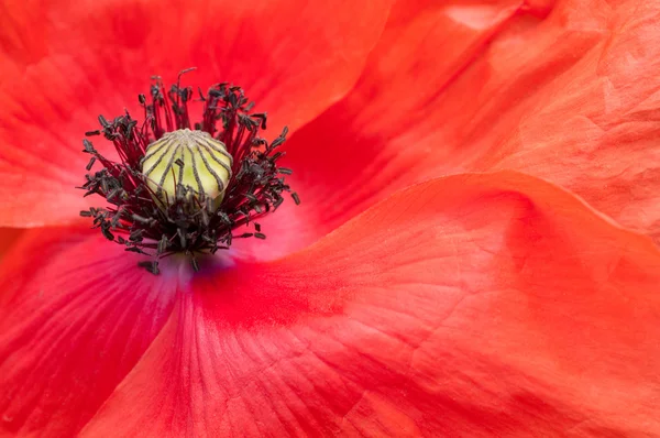 Red poppy close up from above — Stock Photo, Image