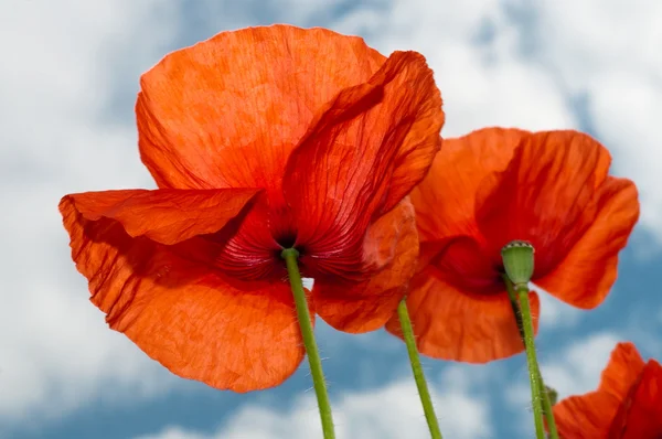 Two red poppy sight from below — Stock Photo, Image