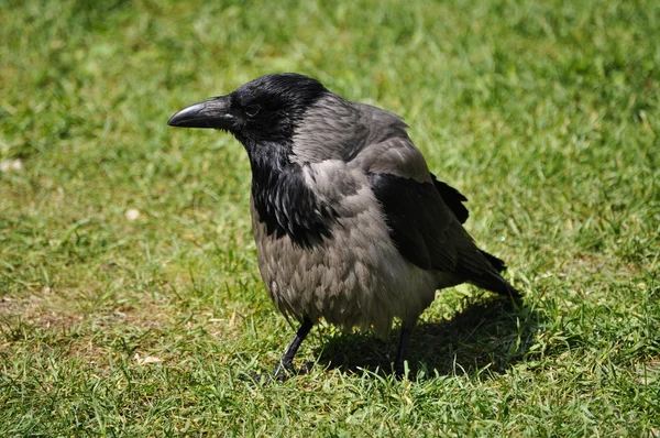 stock image Wild Crow