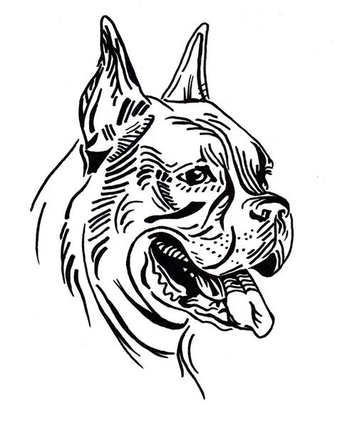 Портрет собаки Боксер . — стокове фото