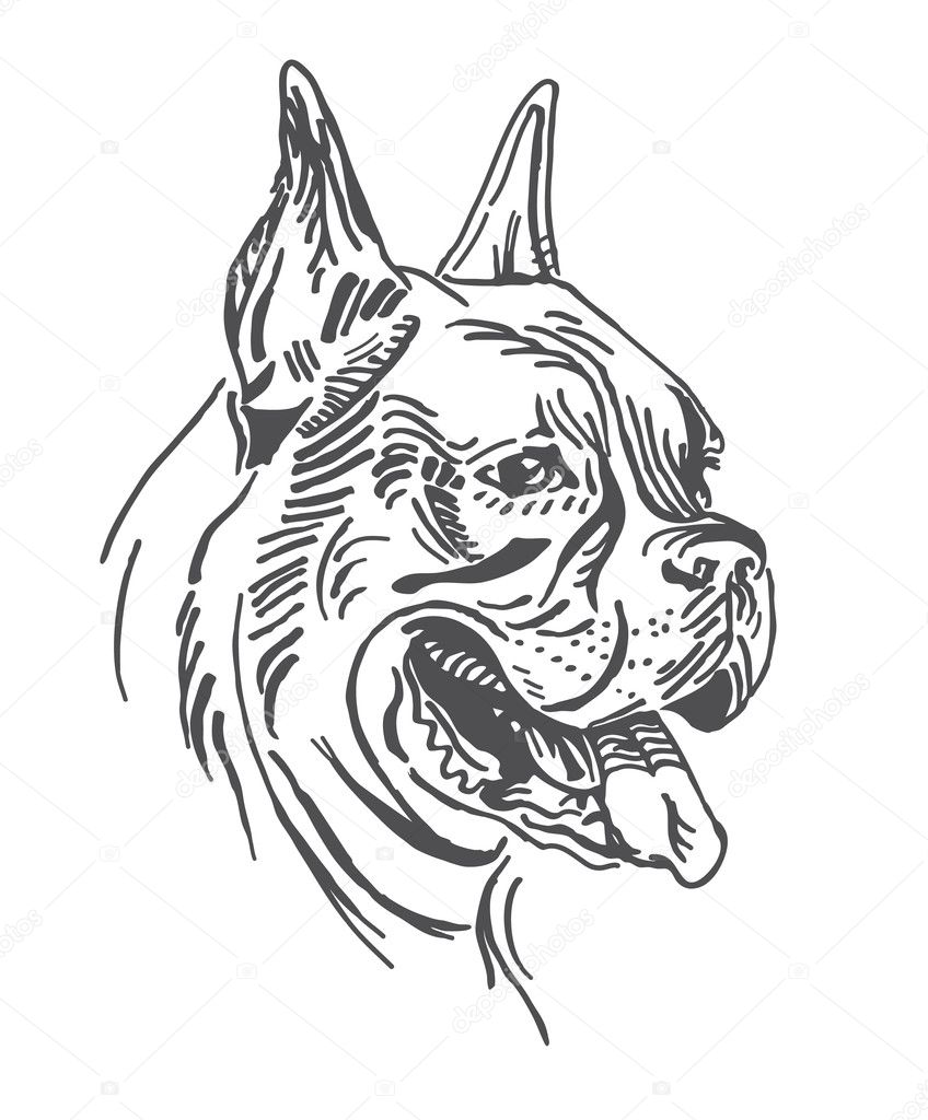 A portrait of dog is Boxer. In vector.