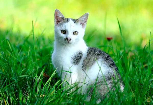 Gato no jardim — Fotografia de Stock