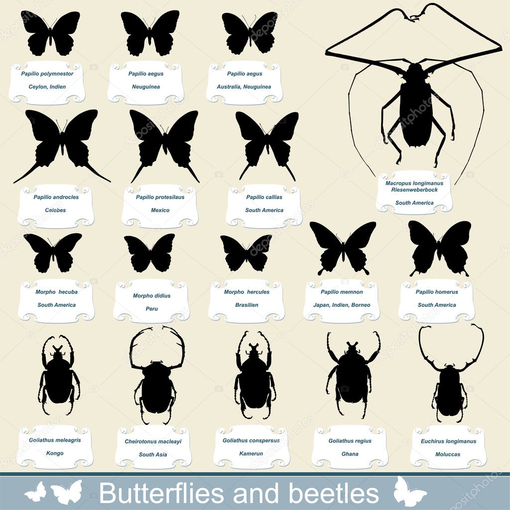 Silhouettes of insects - beetles and butterflies