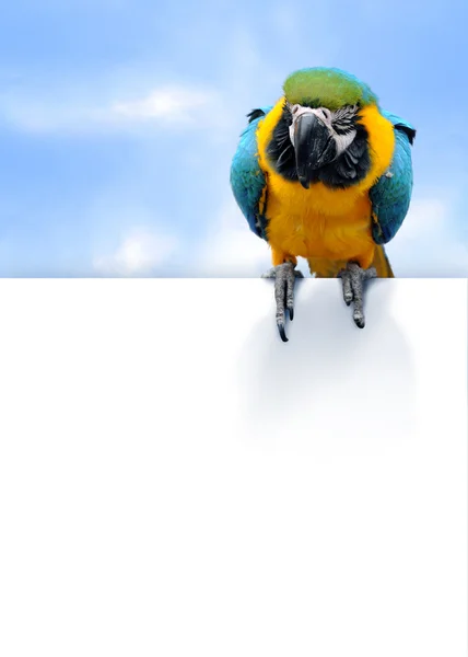 Blue-and-yellow Macaw Ara ararauna on blue sky background with empty space for your text — Stock Photo, Image