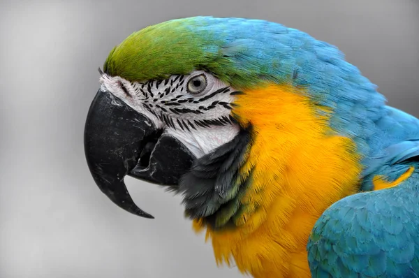 Närbild blå-och-gul Ara ara ararauna huvud — Stockfoto