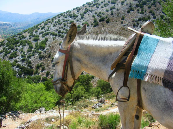 Griekenland, Kreta, mule in Bergen — Stockfoto