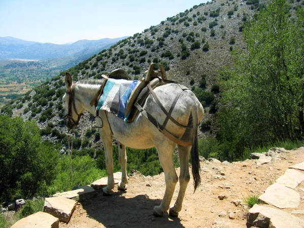Grekland, Kreta, mule i berg — Stockfoto