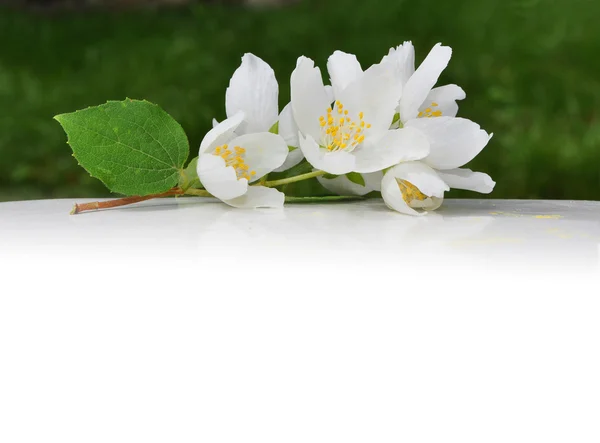 Witte bloemen van jasmijn op de witte — Stockfoto
