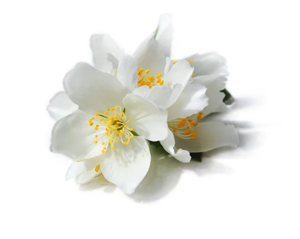 Witte bloemen van jasmijn op de witte achtergrond — Stockfoto