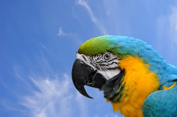Close-up Blue-and-yellow Macaw Ara ararauna head on sky backgrou — Stock Photo, Image
