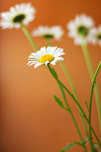 Bouquet of daisies Stock Picture
